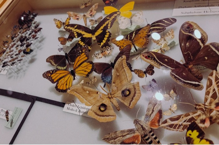 A close-up of the Museum's butterfly and moth specimen collection