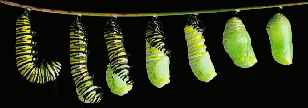A monarch caterpillar's transformation through chrysalis stages